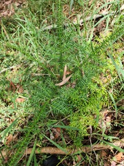 Araucaria cunninghamii