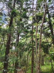 Araucaria cunninghamii