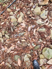 Araucaria cunninghamii