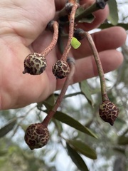 Capparis shanesiana