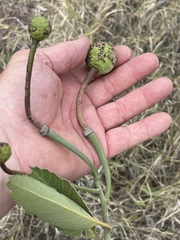 Capparis shanesiana