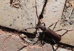 Xystrocera virescens