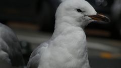 Chroicocephalus novaehollandiae scopulinus