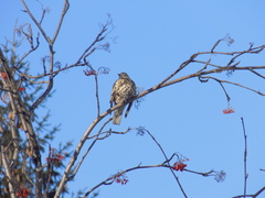 Turdus viscivorus