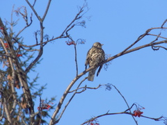Turdus viscivorus