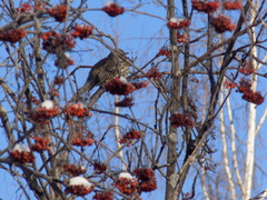 Turdus viscivorus
