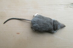 Sorex trowbridgii