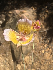 Calochortus plummerae
