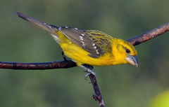 Pheucticus chrysopeplus