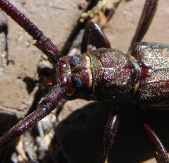 Xystrocera virescens