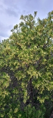 Ornithostaphylos oppositifolia