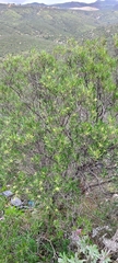 Ornithostaphylos oppositifolia