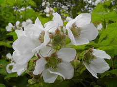 Rubus parviflorus