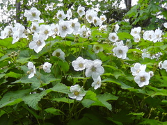 Rubus parviflorus