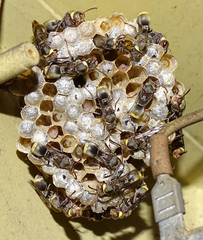 Polistes africanus
