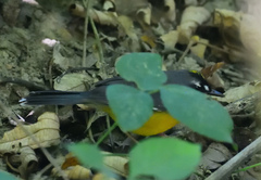 Basileuterus lachrymosus