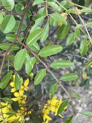 Cassia tomentella