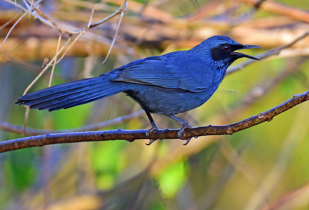 Blue Mockingbird