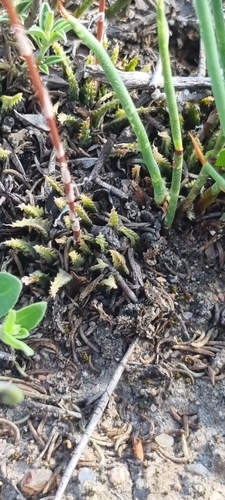 Haworthia chloracantha Haw. 4