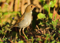 Catharus aurantiirostris