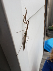 Tenodera australasiae