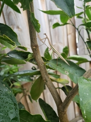 Tenodera australasiae