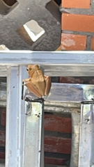 Polypedates megacephalus