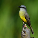 Tropical Kingbird - Photo (c) Ad Konings, some rights reserved (CC BY-NC), uploaded by Ad Konings