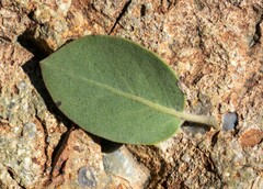 Arctostaphylos otayensis
