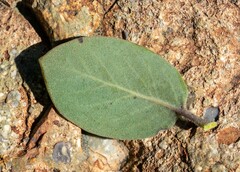 Arctostaphylos otayensis