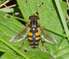 Helophilus obscurus