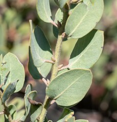 Arctostaphylos otayensis