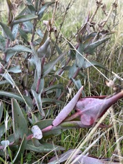 Penstemon centranthifolius