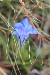 Gentiana sino-ornata