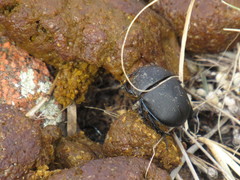 Geotrupes opacus