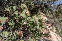 Arctostaphylos otayensis