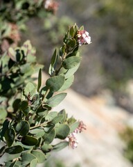 Arctostaphylos otayensis