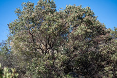 Arctostaphylos otayensis