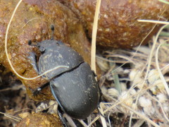 Geotrupes opacus