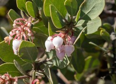 Arctostaphylos otayensis