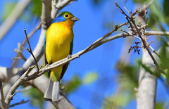 Passerina leclancherii