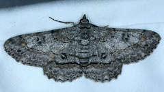 Cleora displicata