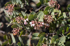 Arctostaphylos otayensis