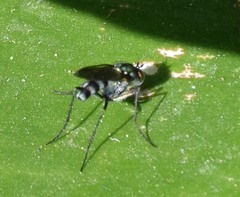 Plagioneurus univittatus