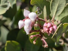 Arctostaphylos otayensis