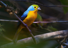 Passerina leclancherii