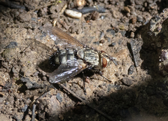 Microphthalma disjuncta