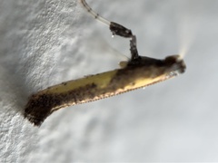 Caloptilia azaleella