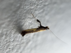 Caloptilia azaleella