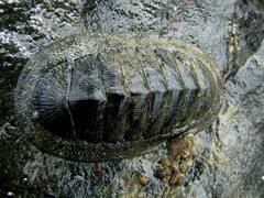 Chiton stokesii